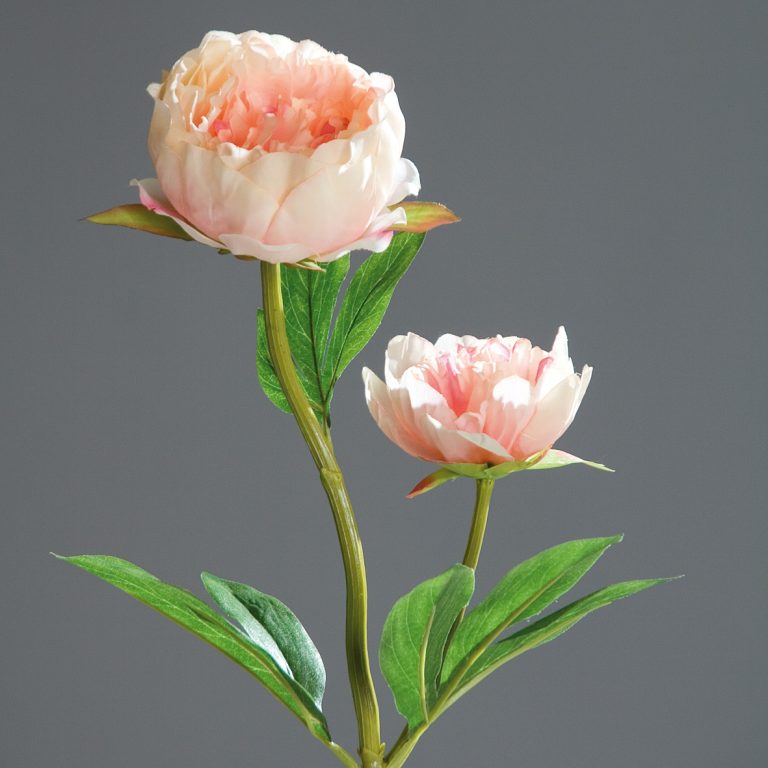 Pfingstrose peach