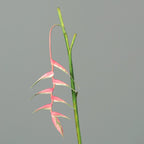 Heliconie