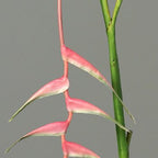 Heliconie