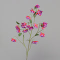 Fuchsie
