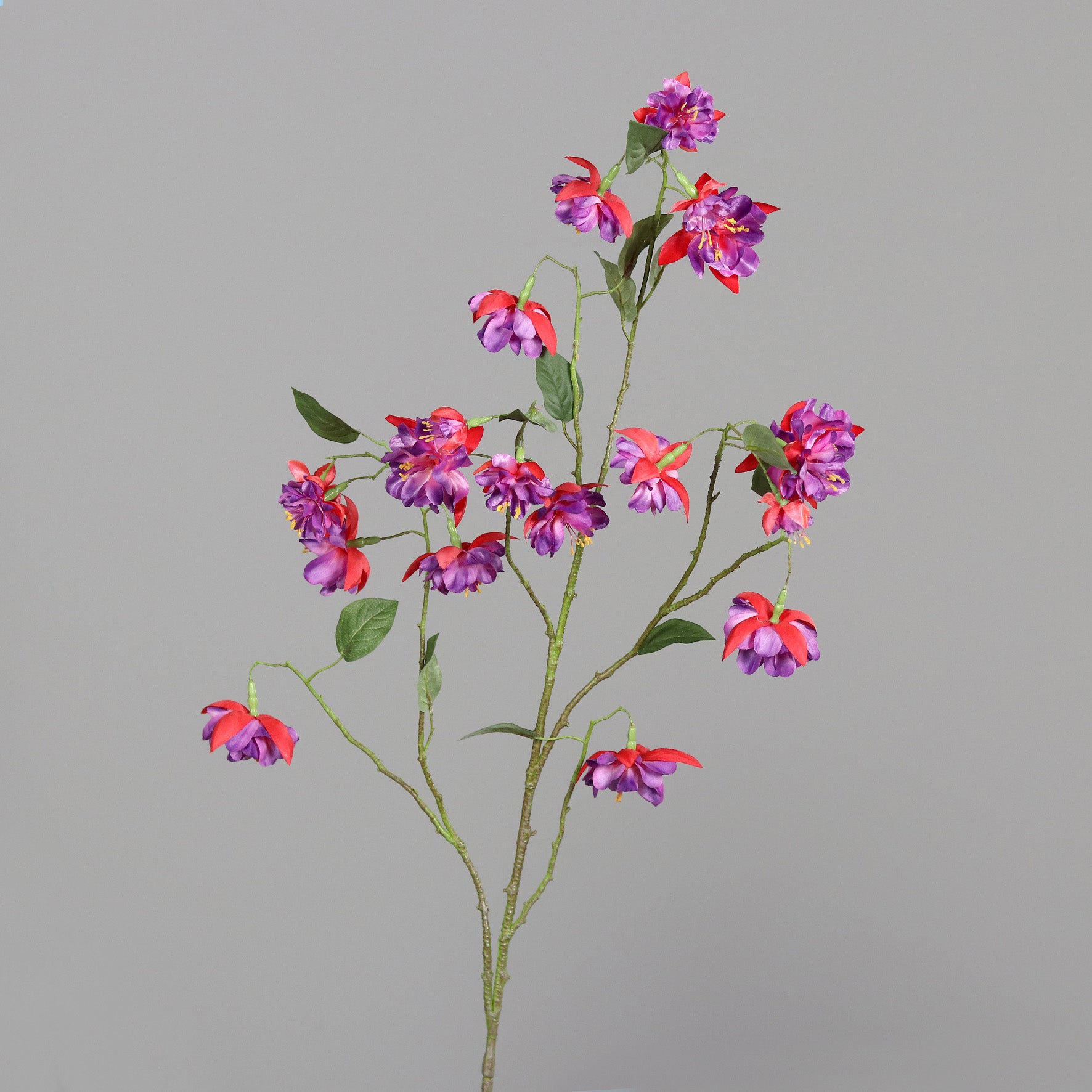 Fuchsie