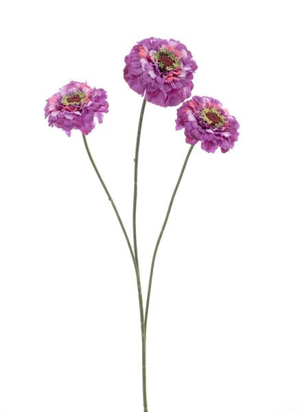 Zinnia
