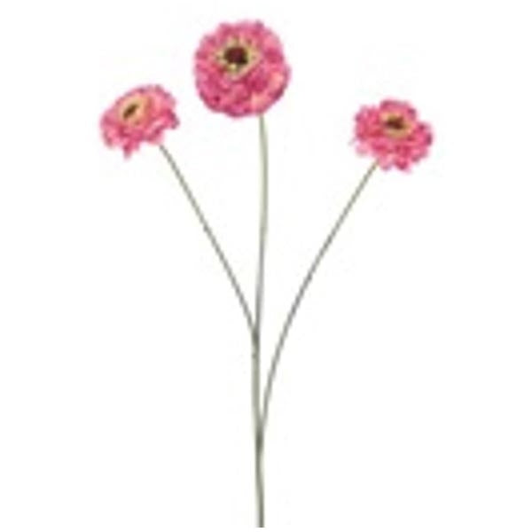 Zinnia