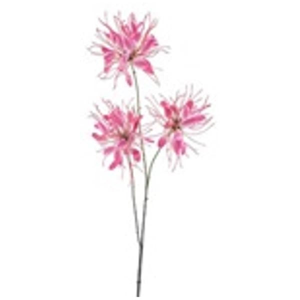 Spider Flower