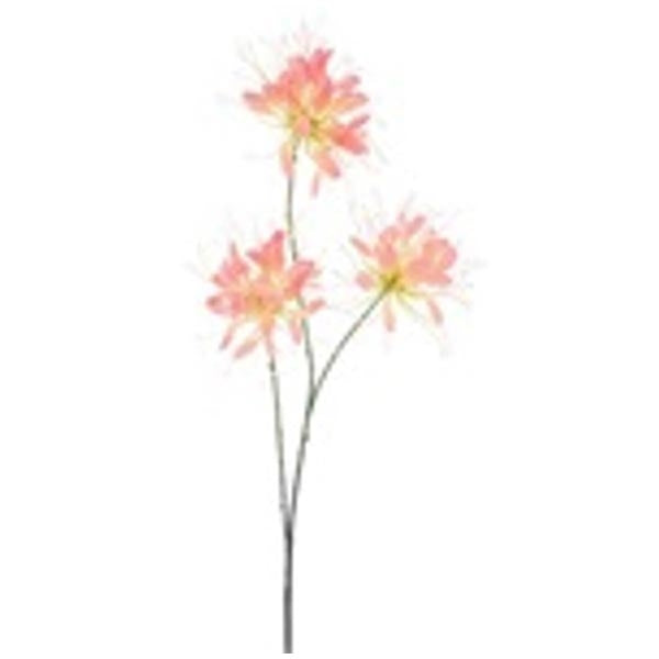 Spider Flower