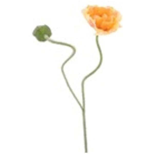 Mohnblüte Peach