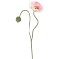 Mohnblüte Rosa