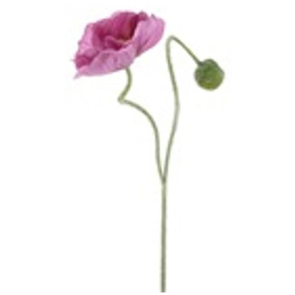 Mohnblüte Pink