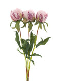 Pfingstrosen-Bundle „Marlie“