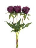 Pfingstrosen-Bundle „Marlie“ Aubergine