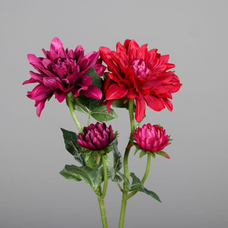 Dahlie 2 Farben