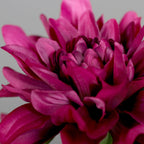 Dahlie 2 Farben