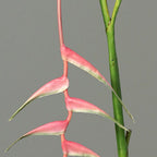 Heliconie